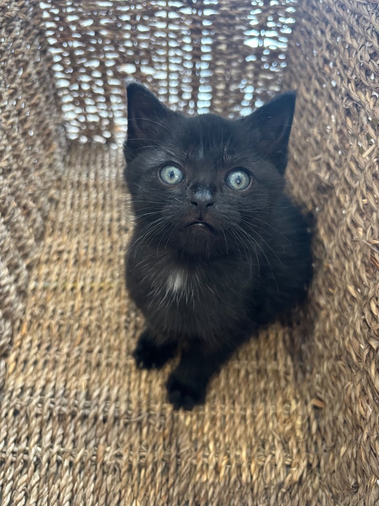 Fluffy kittens 