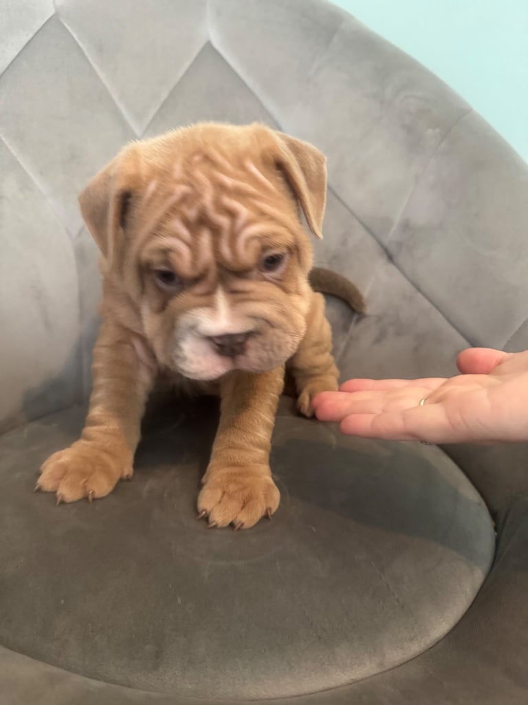 8 week old bullpei female 