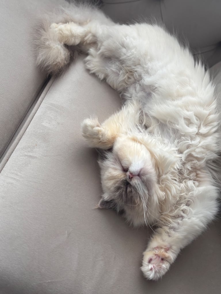 Persian cat- new loving home needed 