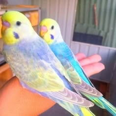 Baby budgies&cage&food