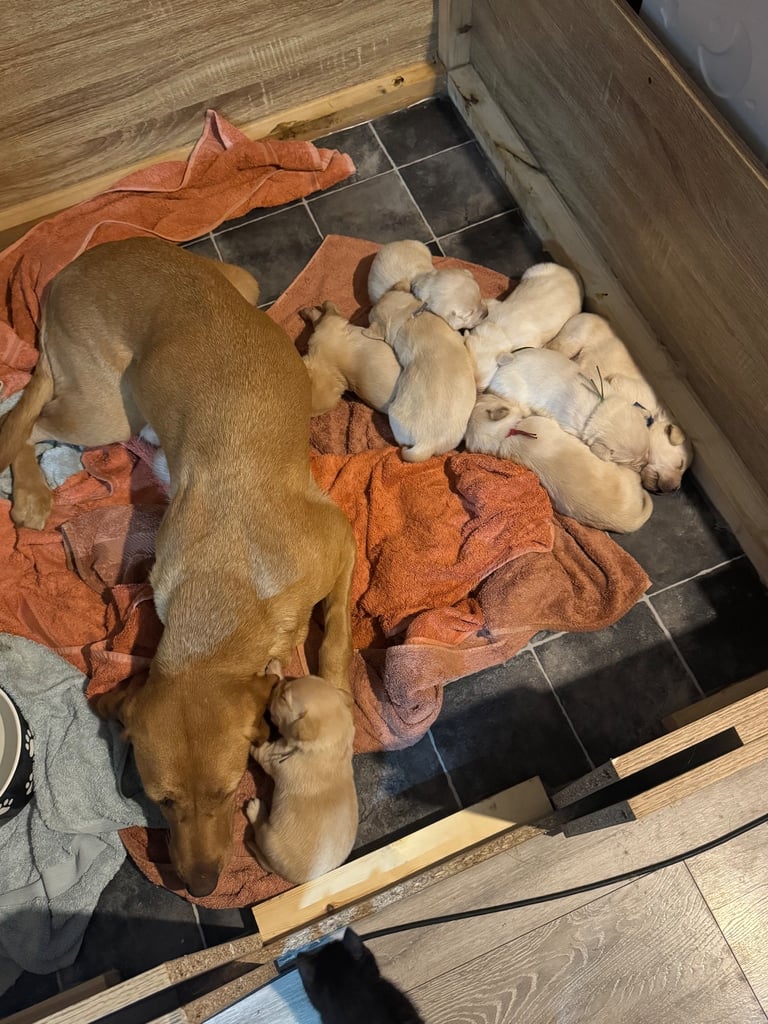 Big Chunky Labrador pups 