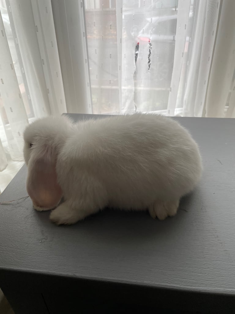 Beautiful white mini lop bunny Boy