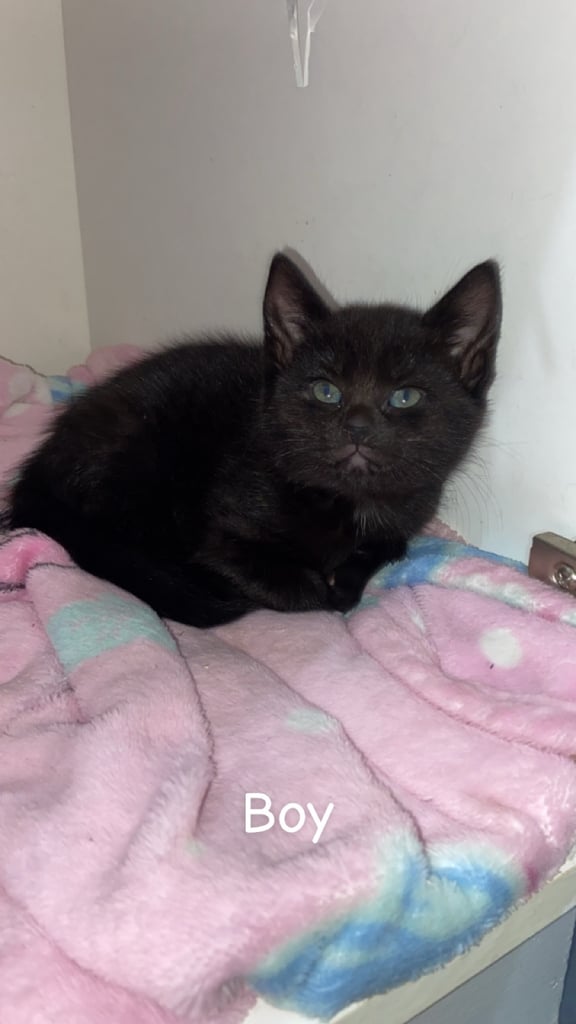 Beautiful kittens ready for there new homes 