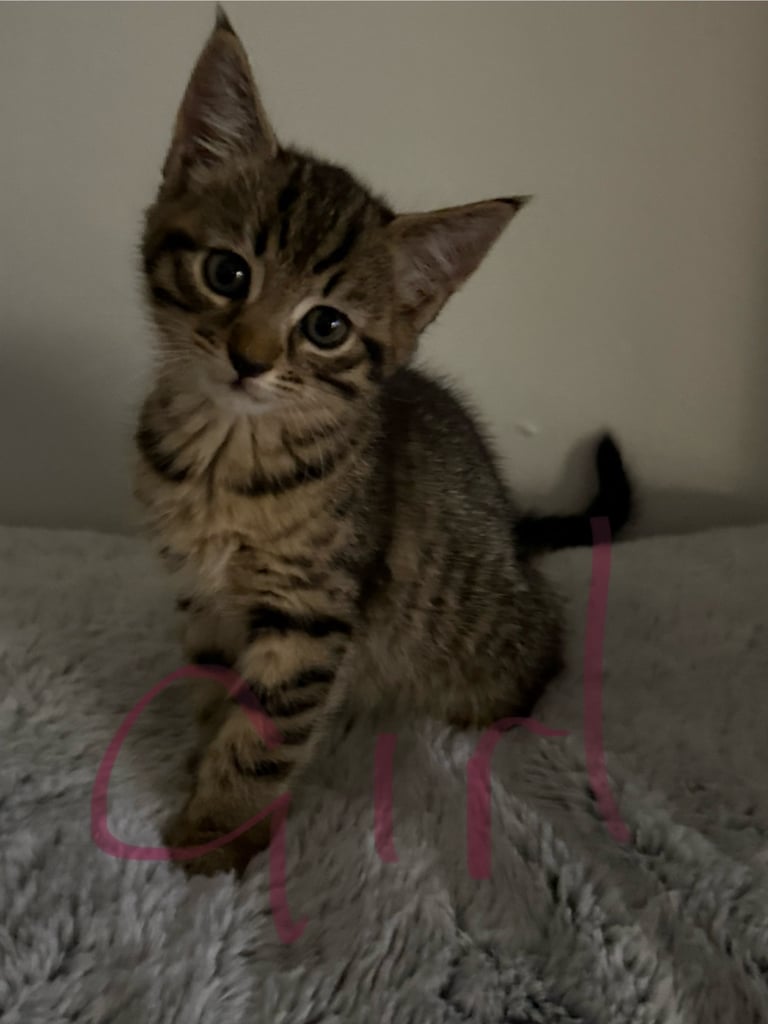 Beautiful kittens ready now