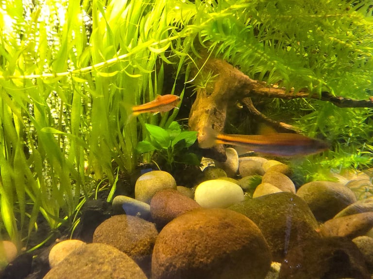tropical fish, discus, red pleco, endlers guppies ,