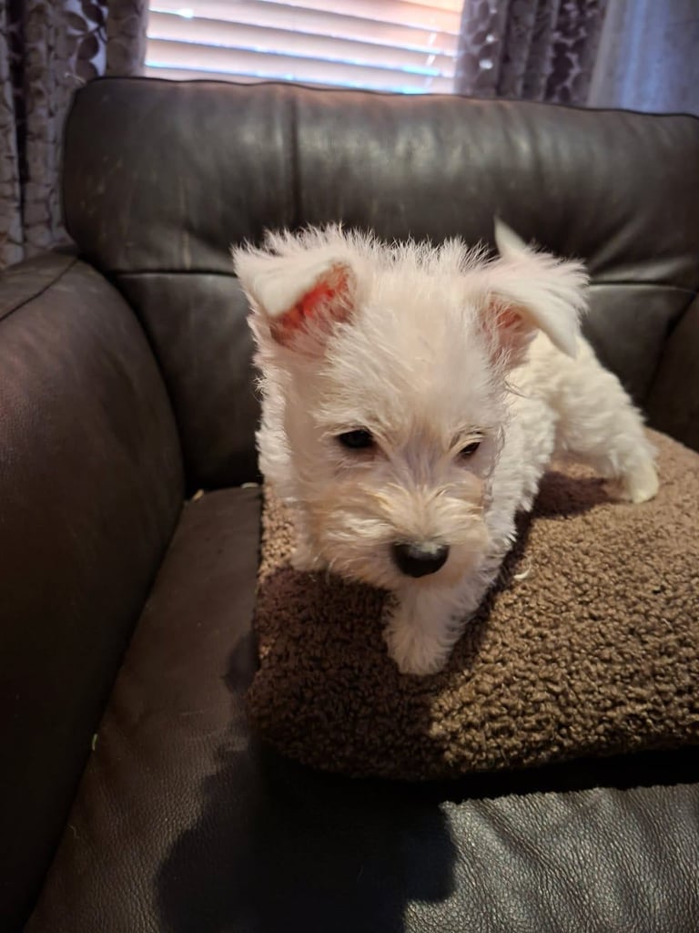 West highland White Terrier