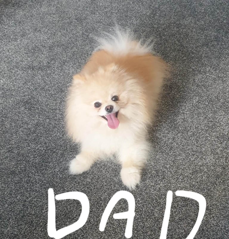 Beautiful pomeranian Teddy bear pomeranian puppies 