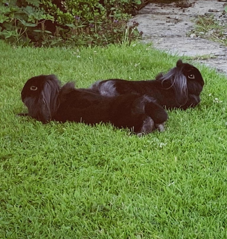 Two lovely lionhead lop rabbits for rehoming