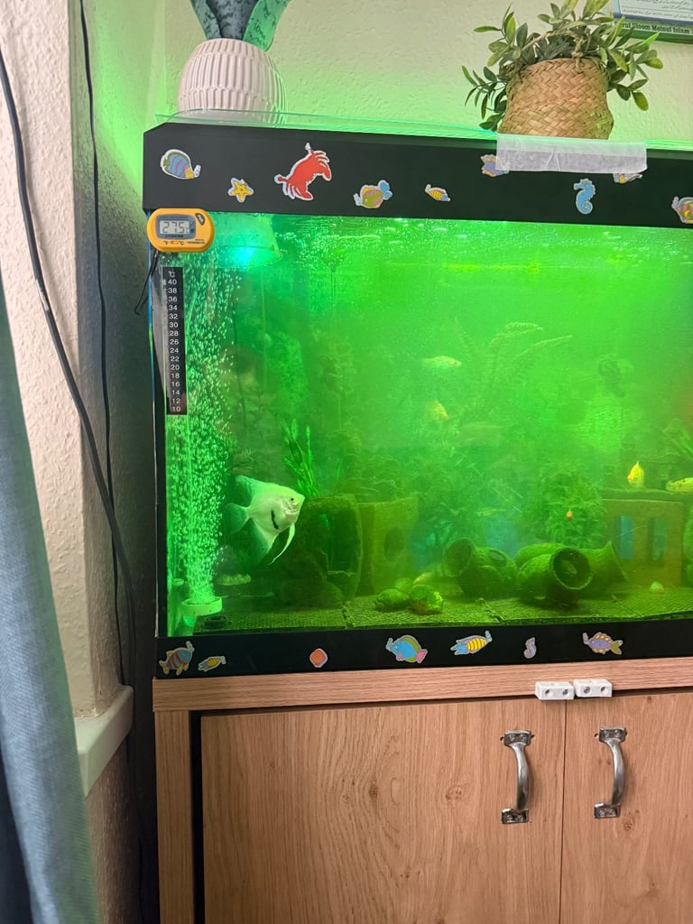 Fish tank for sale 