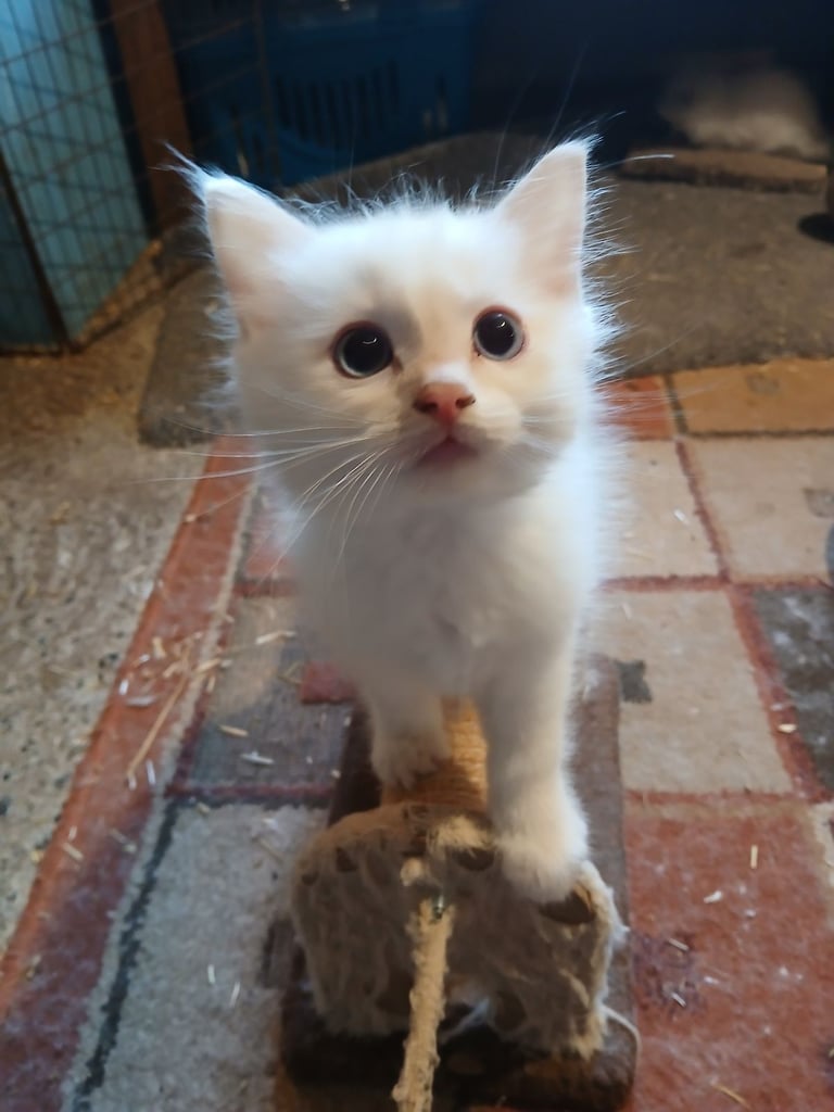 Ragdoll kittens