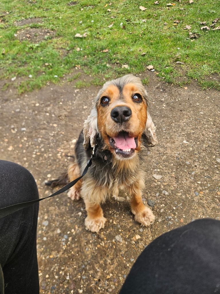 Cocker Spaniel 