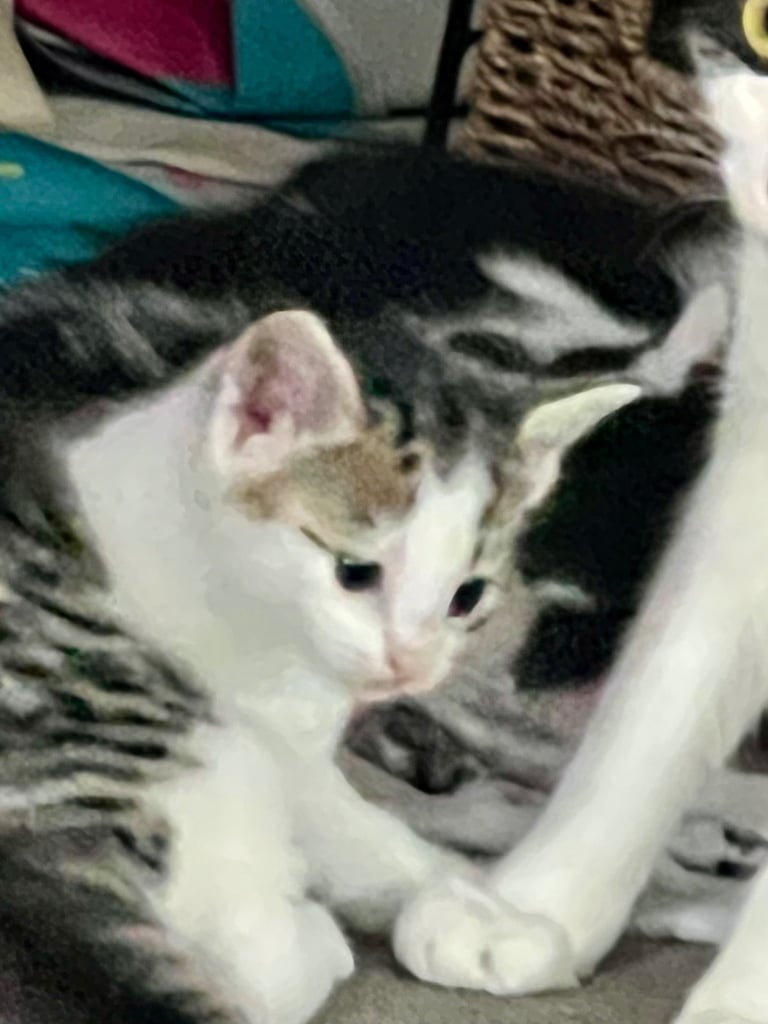 Lovely kittens ready for a new home