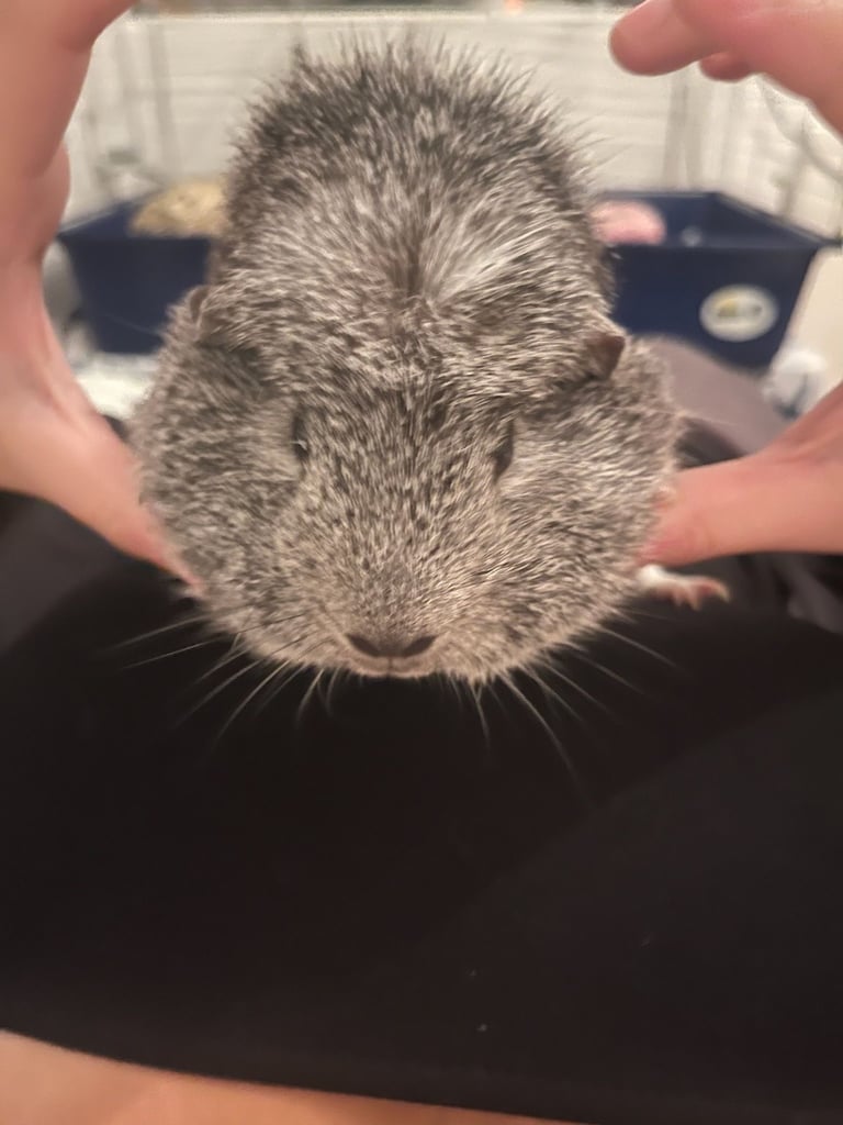 Guinea pigs x2 boys fully bonded 
