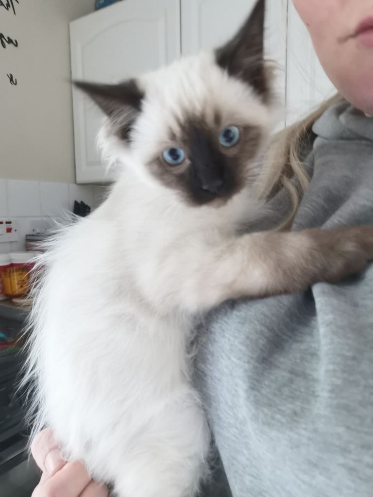 image for Pure ragdoll kitten last of litter reduced 