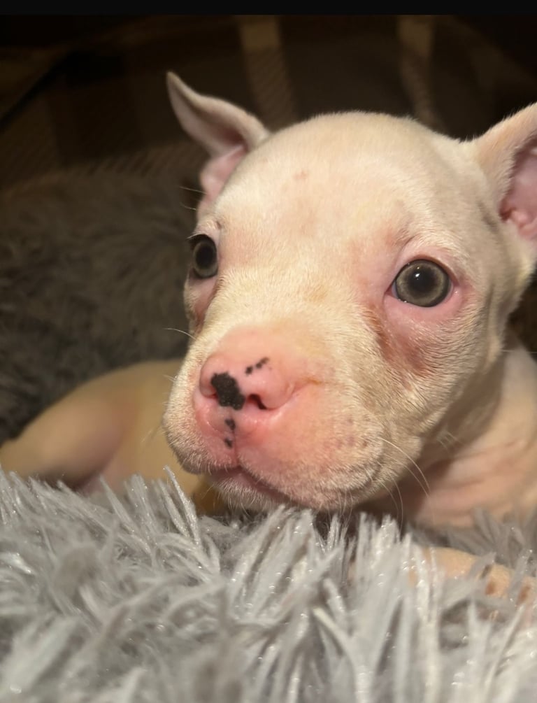 image for beautiful pocket puppies