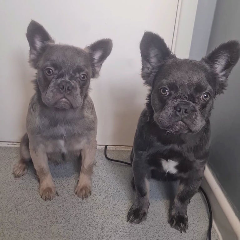 💎 Rare Fluffy French Bulldog Puppies – 6 Months – Ready Now! 💎