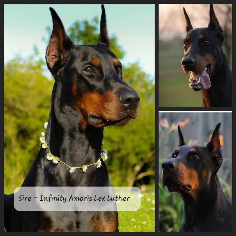 *all gone* Stunning KC reg Dobermann puppies 