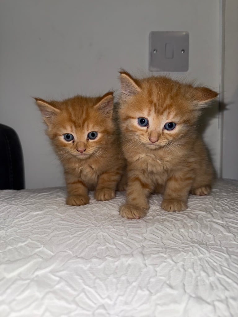 Lovely ginger kittens 