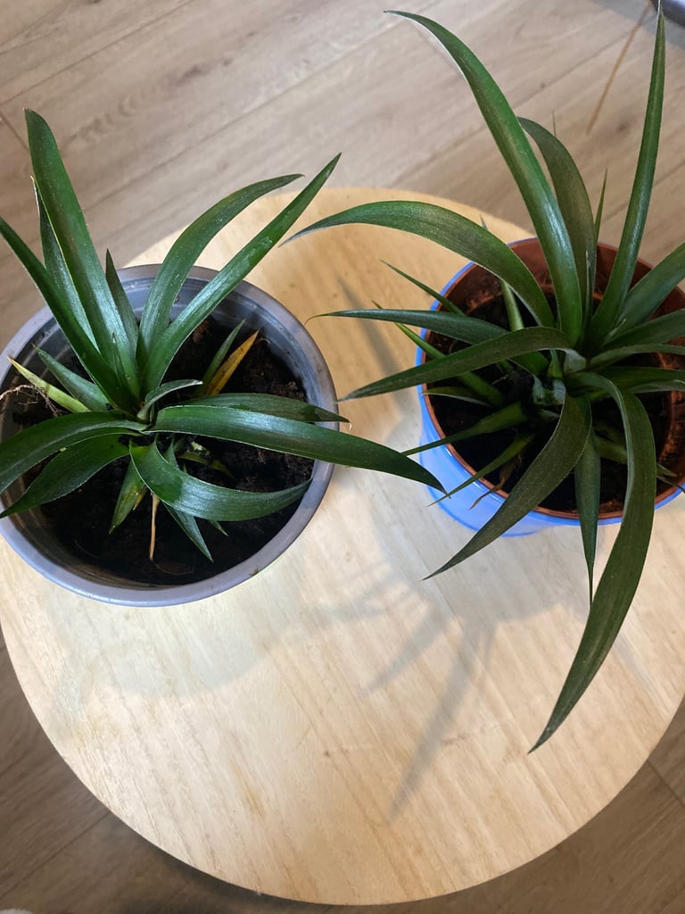 image for 2 pineapple plants for £10