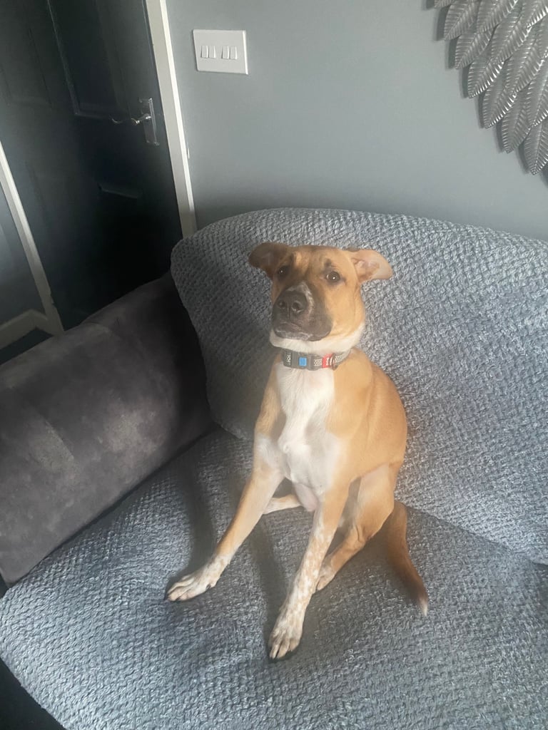 Dog