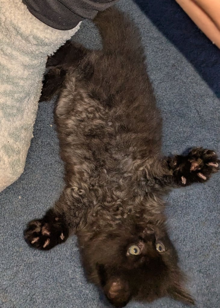 Maine Coon Cross Kittens 