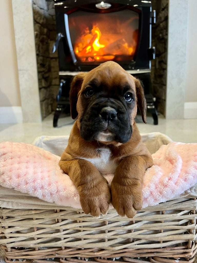 *Boxer puppies for sale*