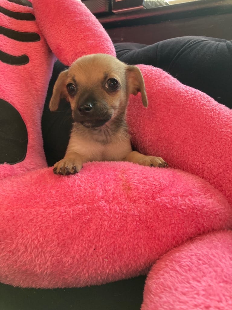 3 beautiful chatterdale/patterdale mix chihuahua puppies