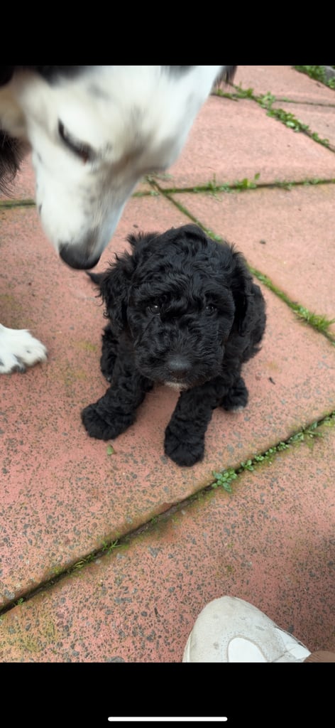 Beautiful collie x miniature poodle puppies