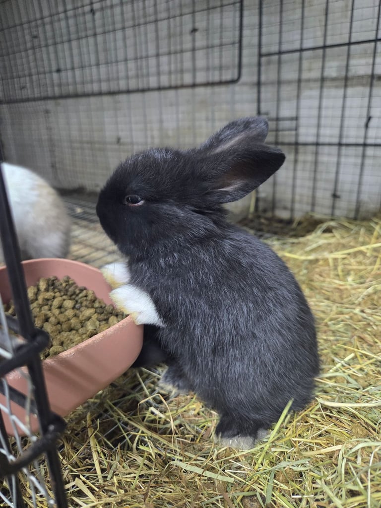 COMING SOON!!! HAND REARED BABY RABBITS!!!