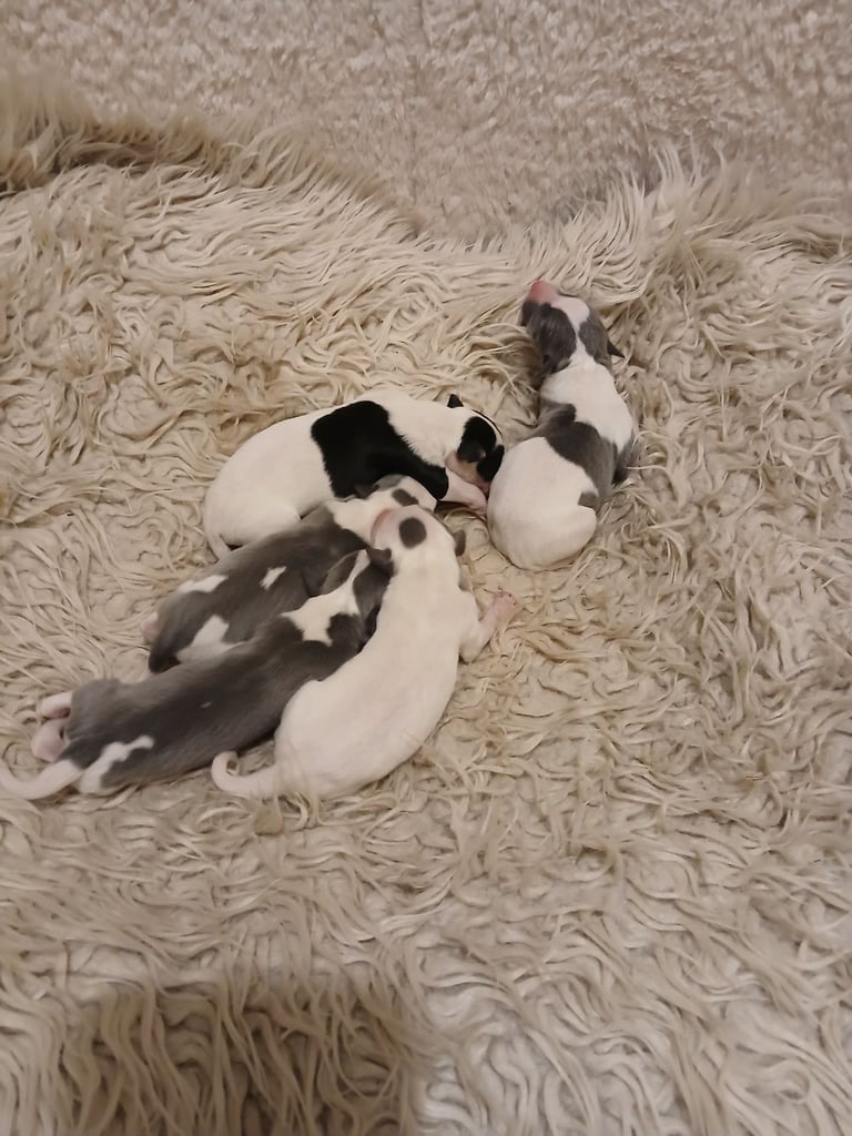 image for Italian greyhound/whippetX