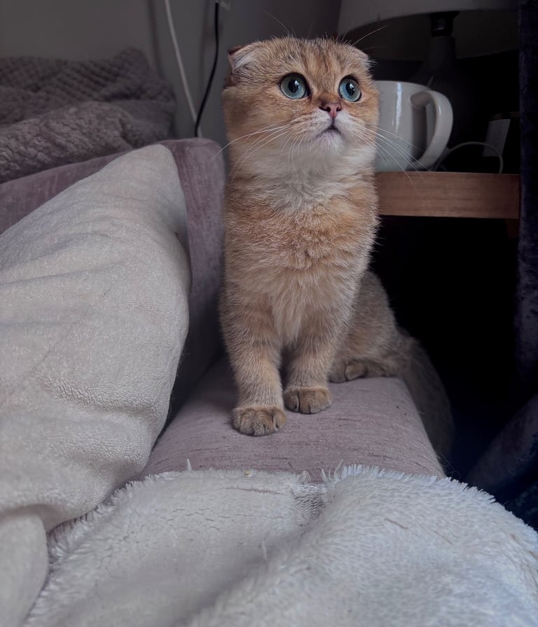 Beautiful last golden kitten