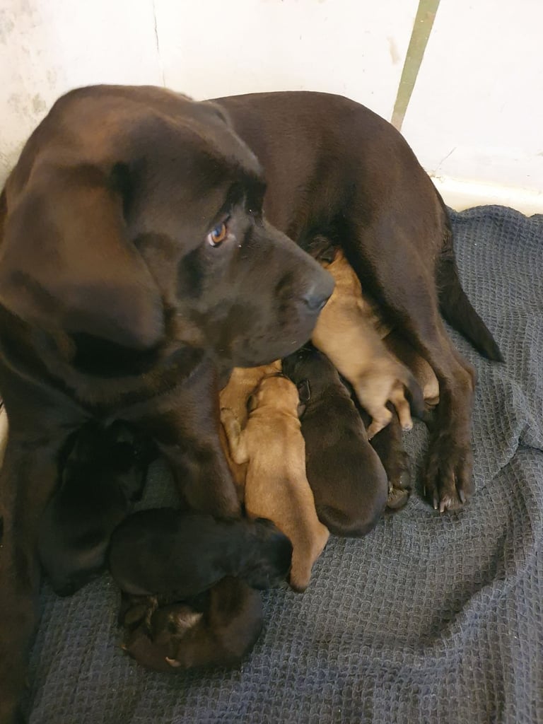 Labrador puppies mix with rottweiler 