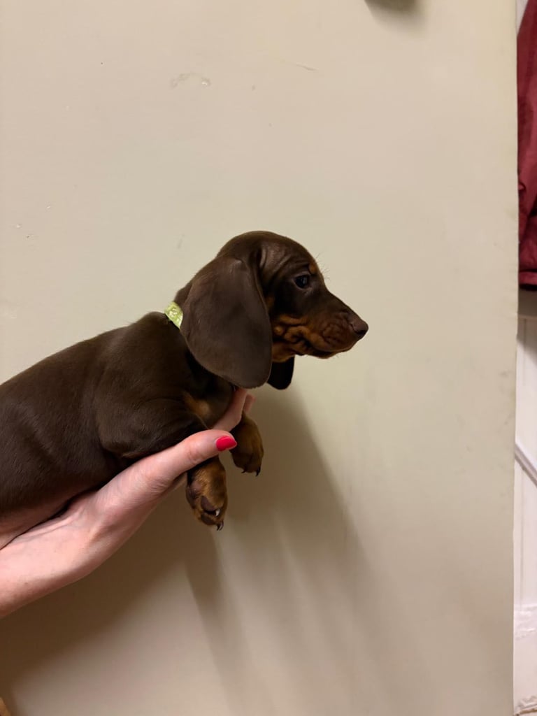 3 Pedigree miniature smooth dachshund puppies available now- £950 each 