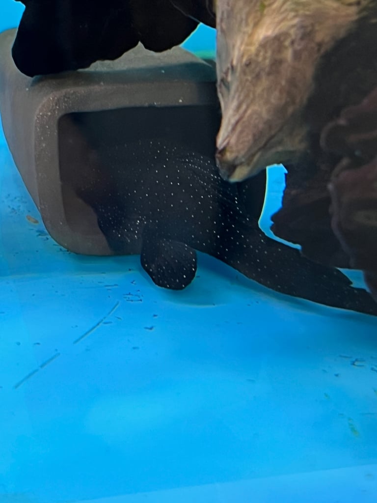 L181 Peppermint Pleco Breeding Group