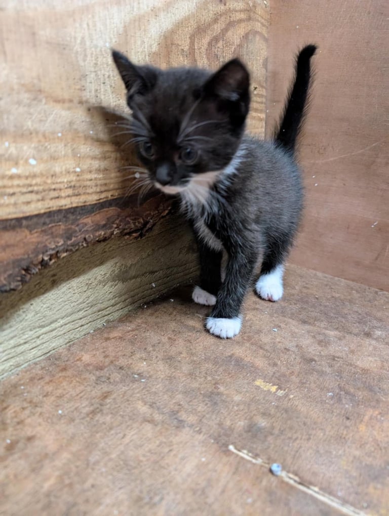 Kittens looking for forever homes 