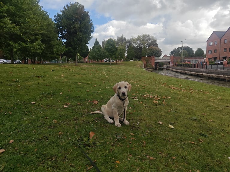 Beautiful Labrador puppy 🐶 