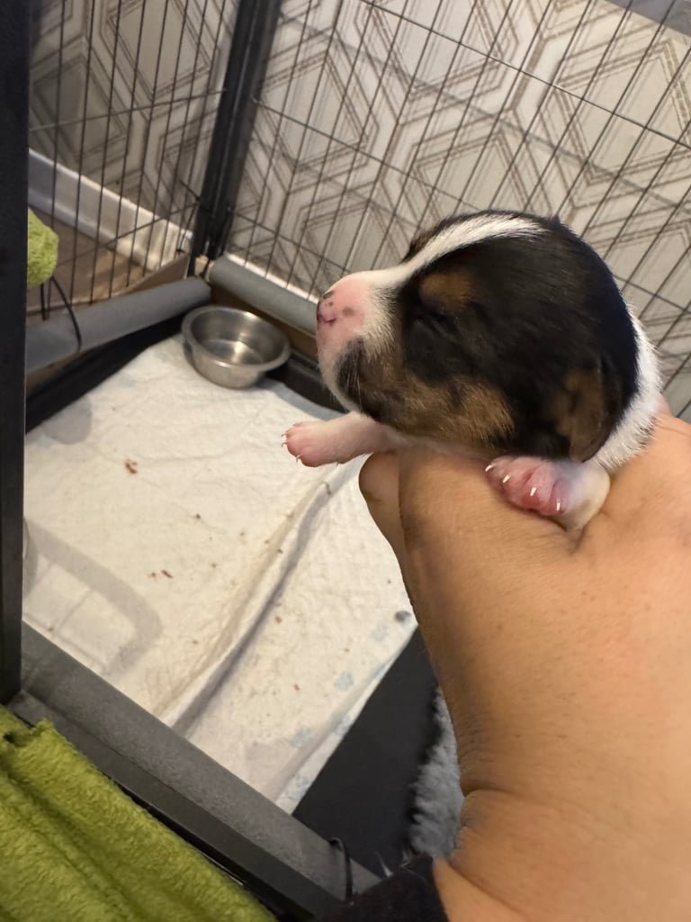 Jack Russell puppies available end of novemeber 