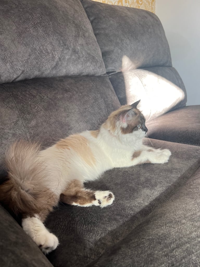 Ragdoll mix (available Now) reserved 