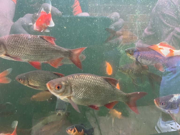 Goldfish & Rudd Job Lot £100, 100 Approx
