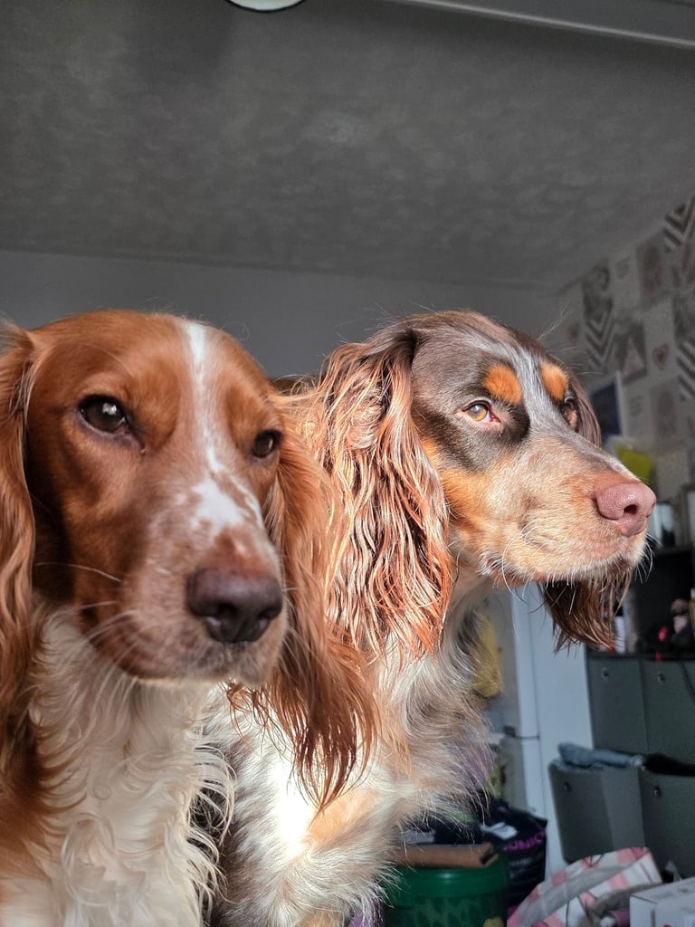 Cocker spaniel puppys