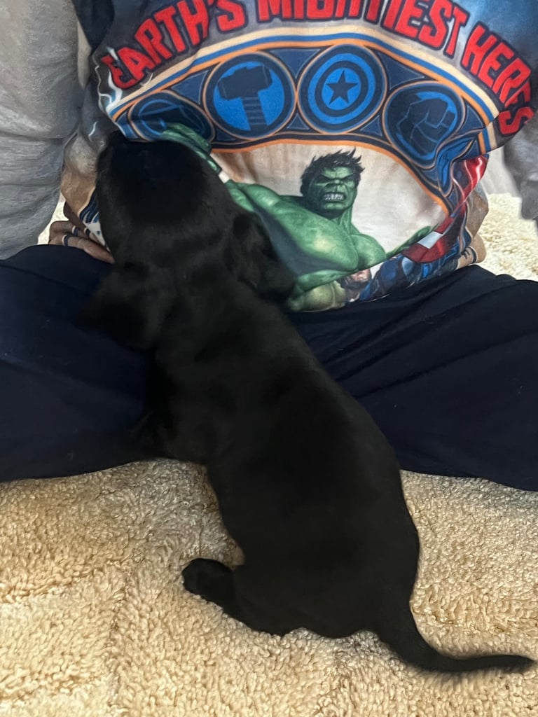 Miniature dachshund puppy