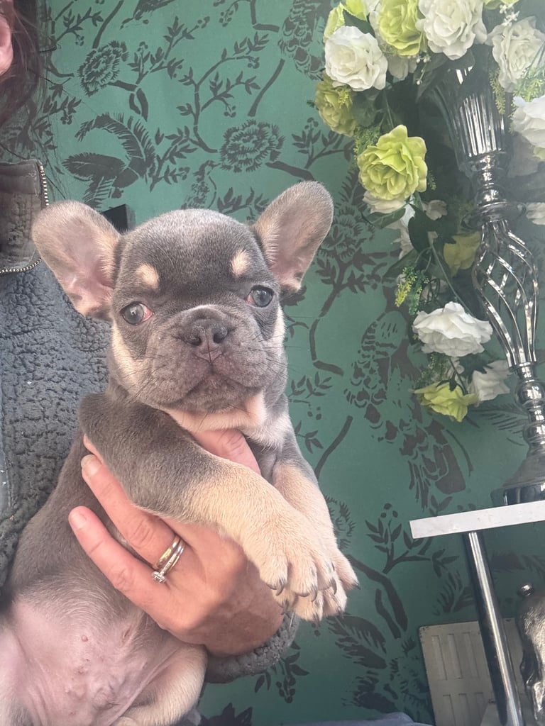 Frenchie boys and girls homie x Apollo lines 