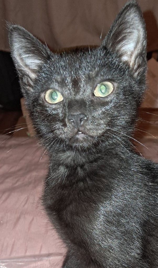 Russian blue Mix £100