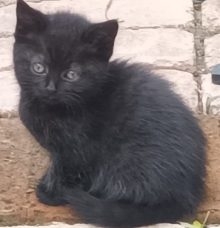 Black Fluffy Kittens... half black Persian Cross