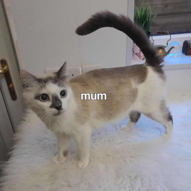  Bi colour white and blue kittens siamese/british shorthair/mix