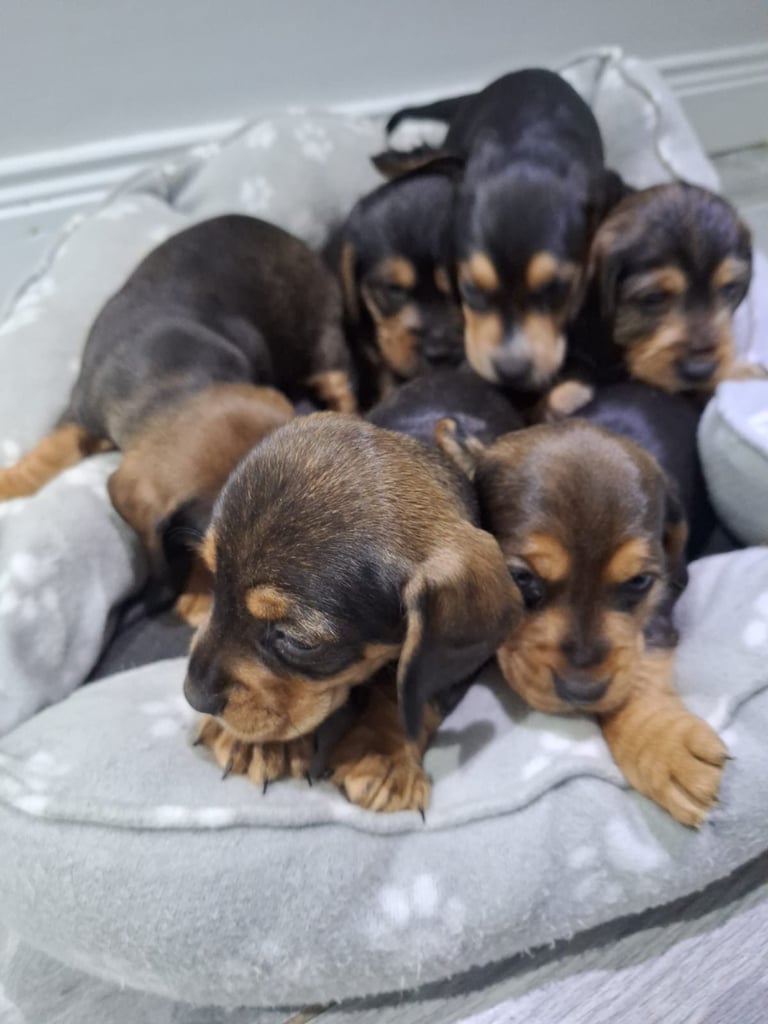 Doxle cross puppies 