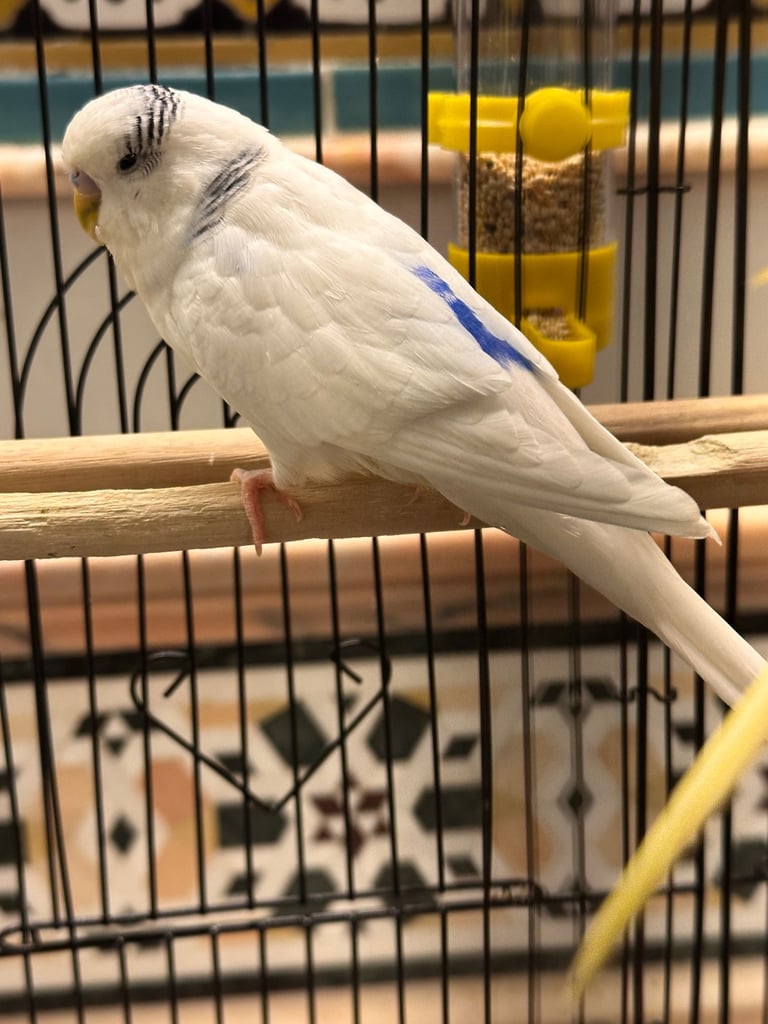 Three beautiful budgies FULL PACKAGE with big cage 