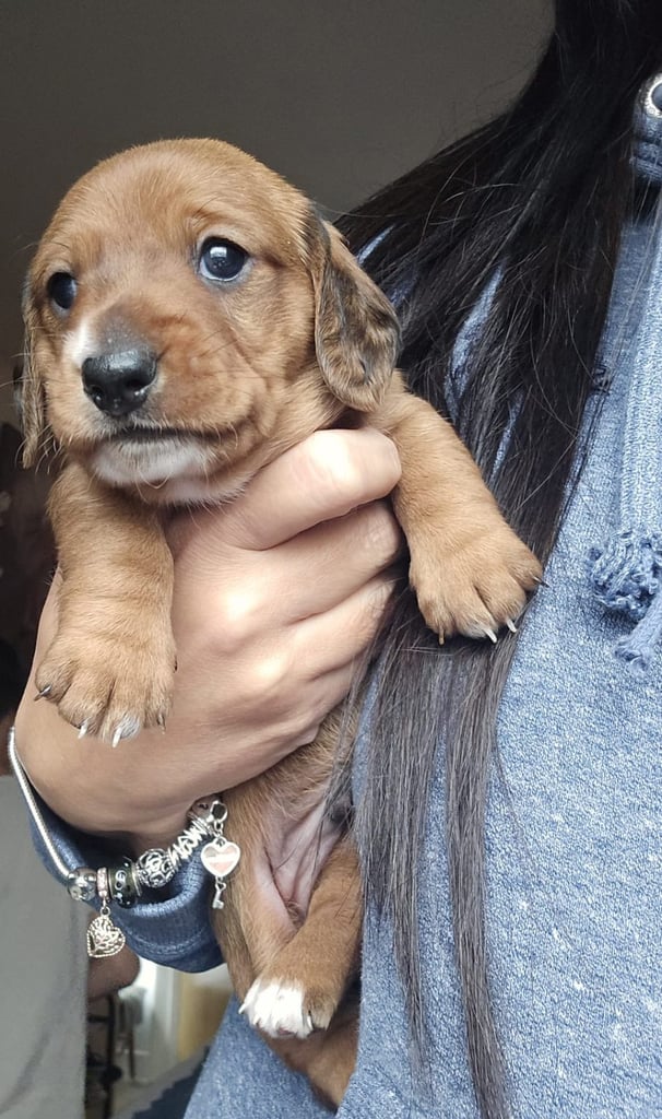 Miniature dachshund puppies 