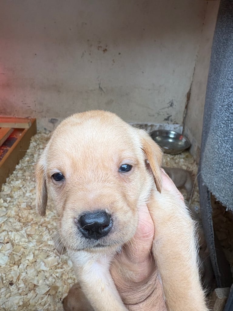 Labrador pups 