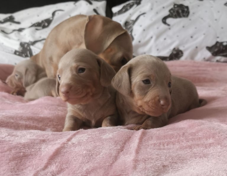 Miniature Dachshunds kc registered 